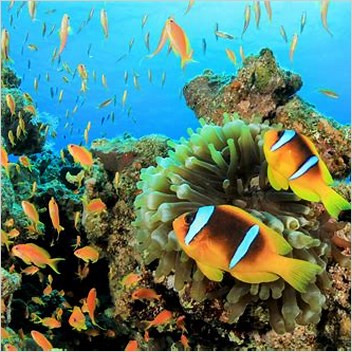 Coral Reef Fish